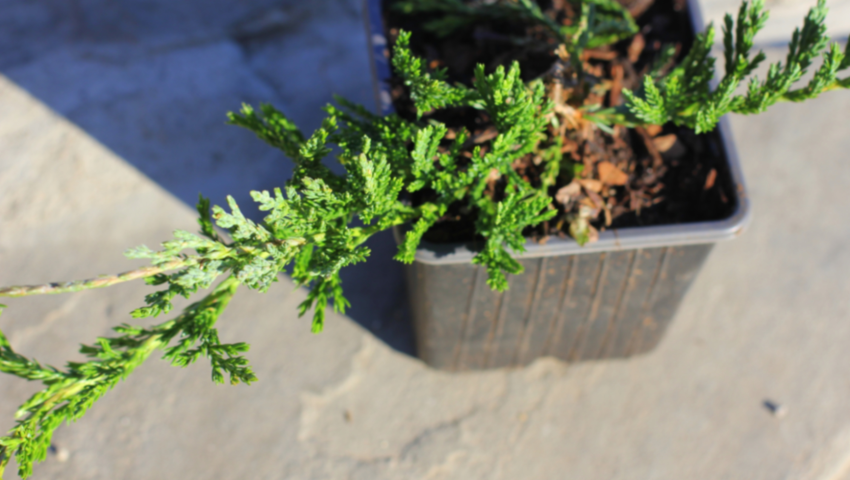 Можжевельник горизонтальный Жаде Ривер